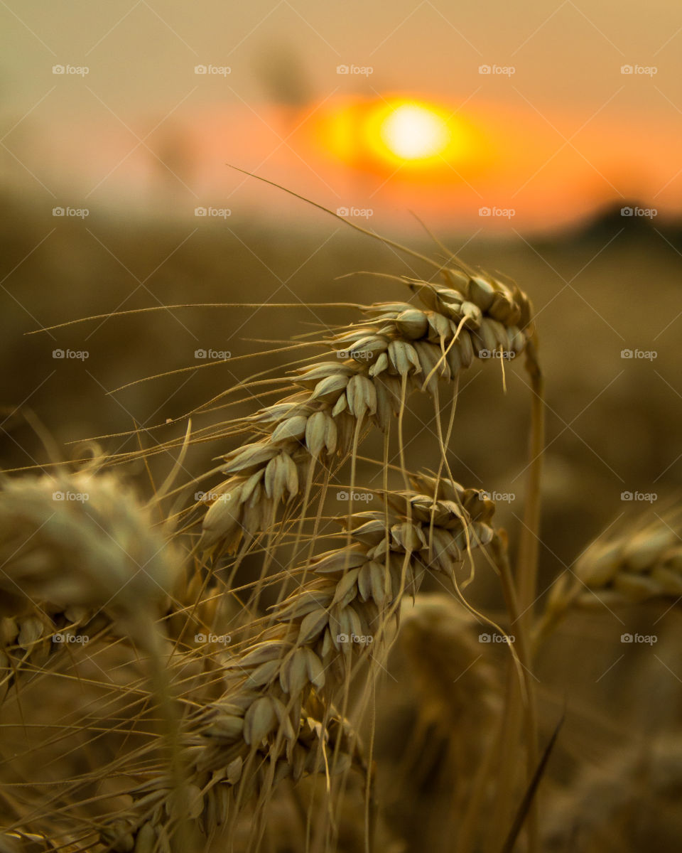Sunset over wheat fild