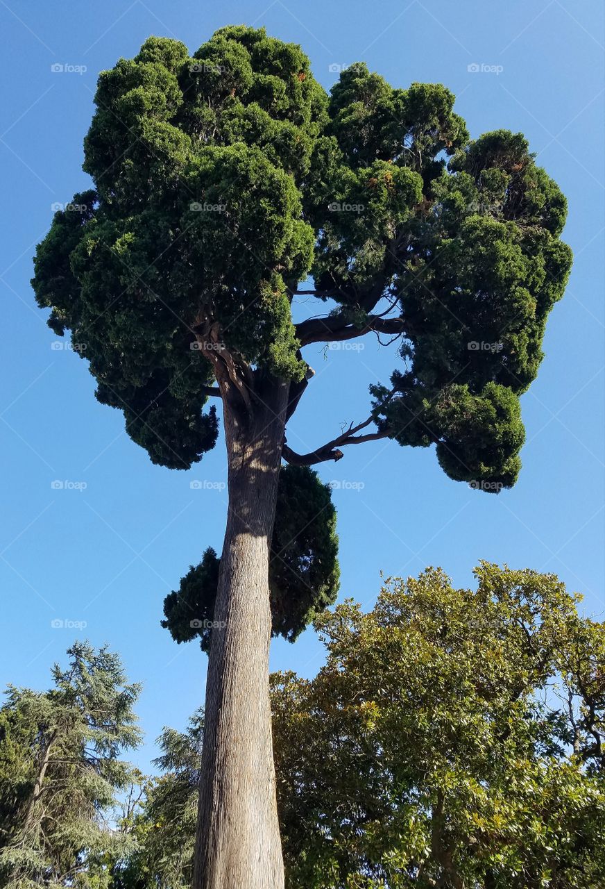 very old tree in the yard of the palace of the sultan in Istanbul Turkey