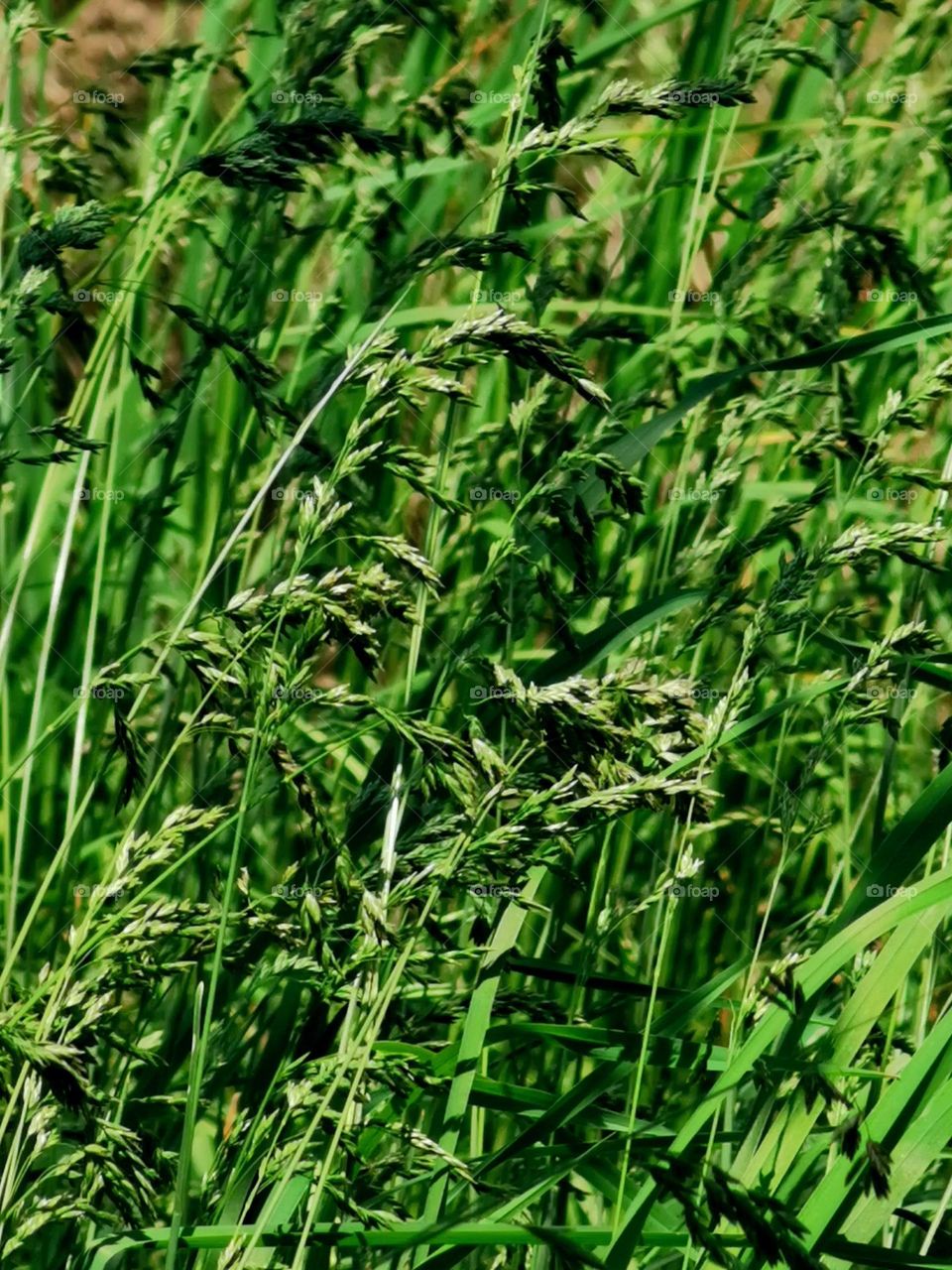 Greenary of himalayan grass