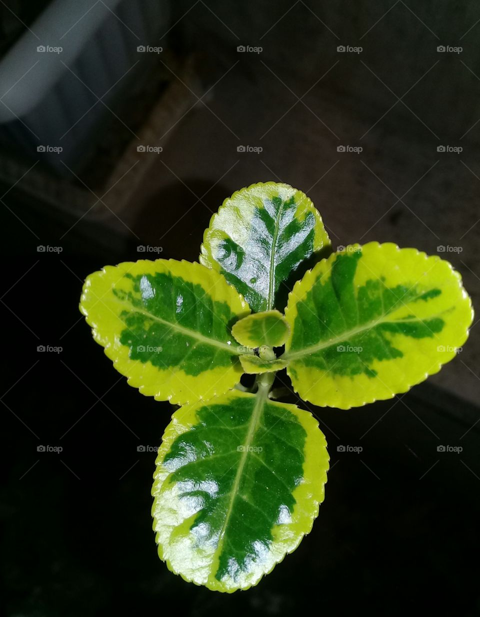 leaf