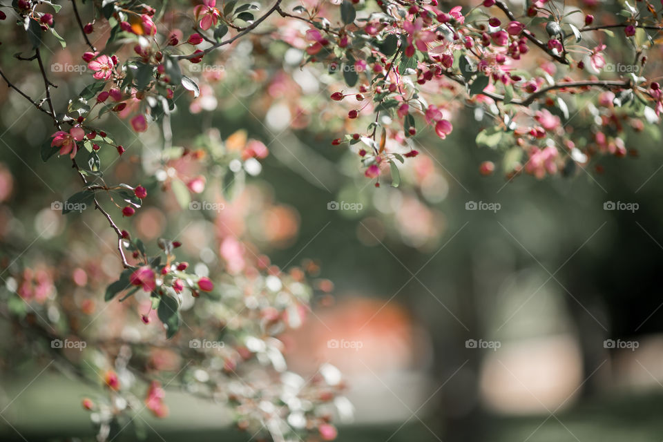 Blossom branch of crabapple at sunny day