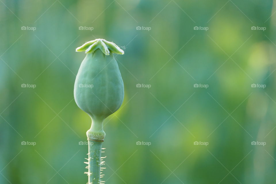 Poppy Bulb