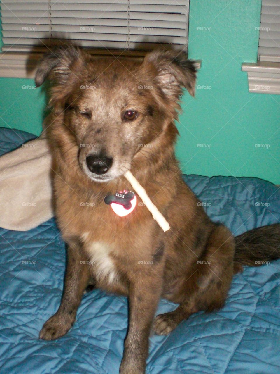 Smoking dog