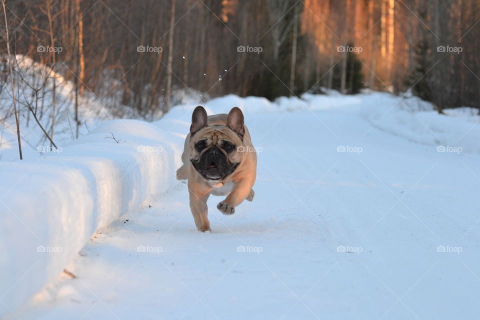 Dog running on snowy landscape