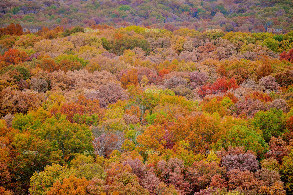 nature outdoors colors tree by refocusphoto