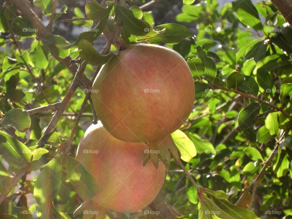 Pomegranate 