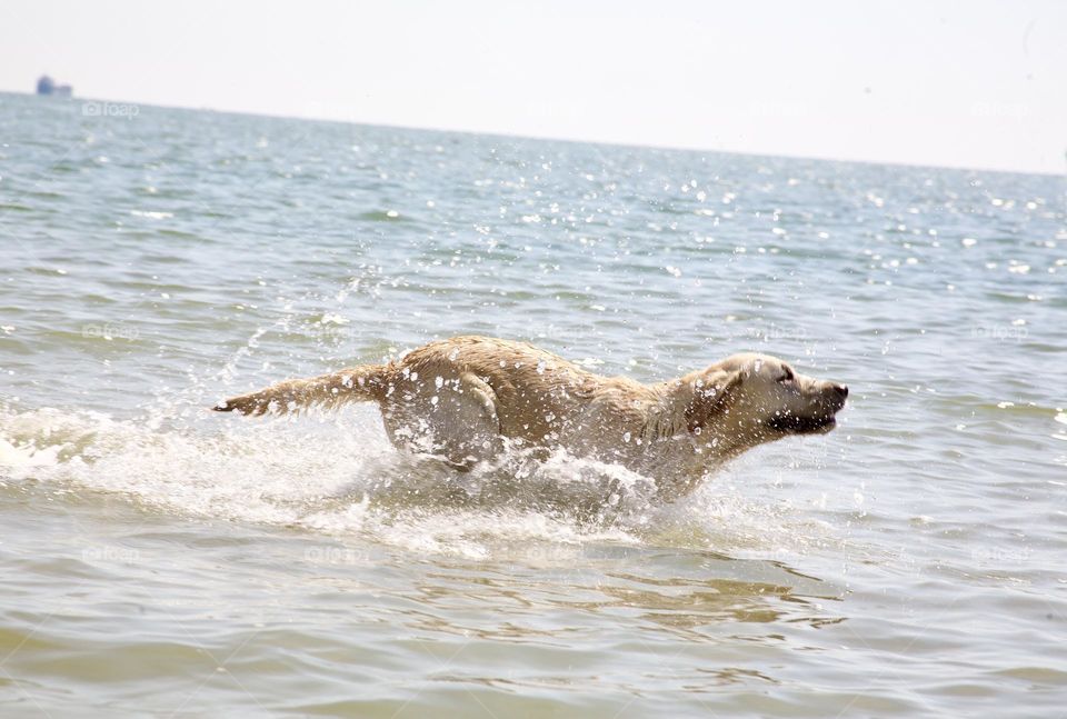 Счастливый пес купается в море 