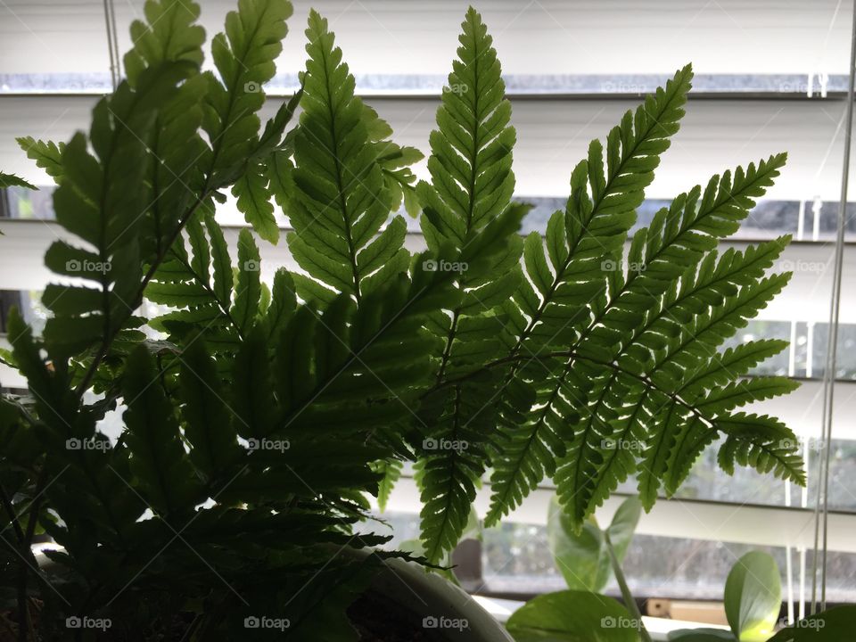 Ferns