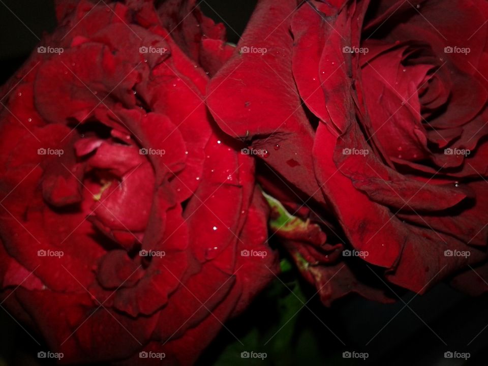 Close-up of red rose with water drop