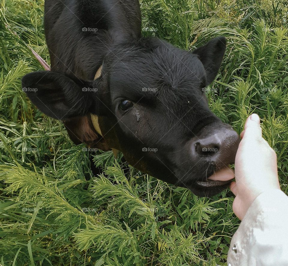 Black country calf in village