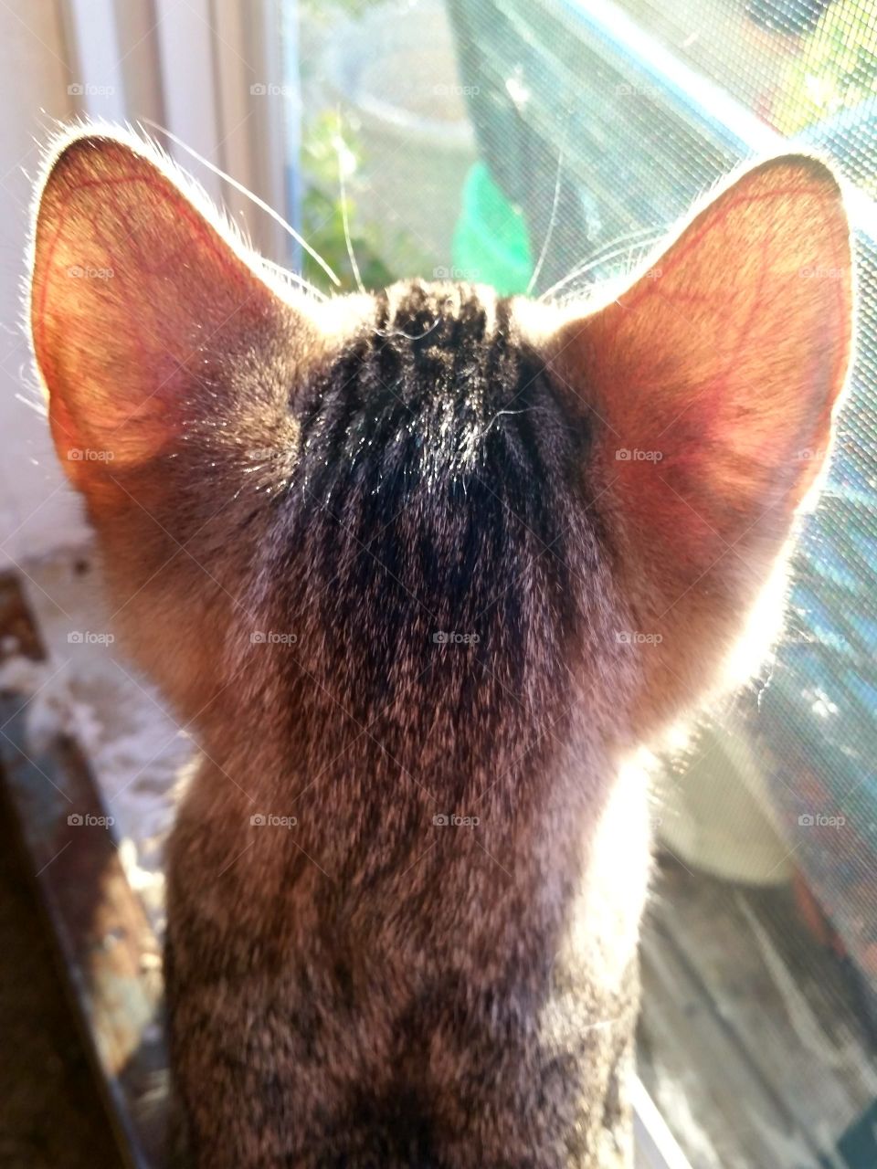 Big eared kitten looking out at the world!