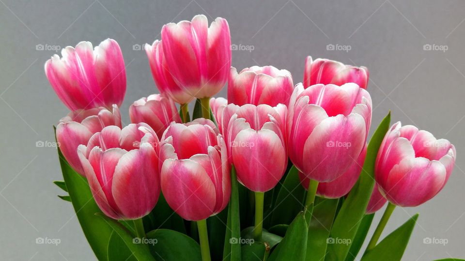 Close up of pink bouquet tulips