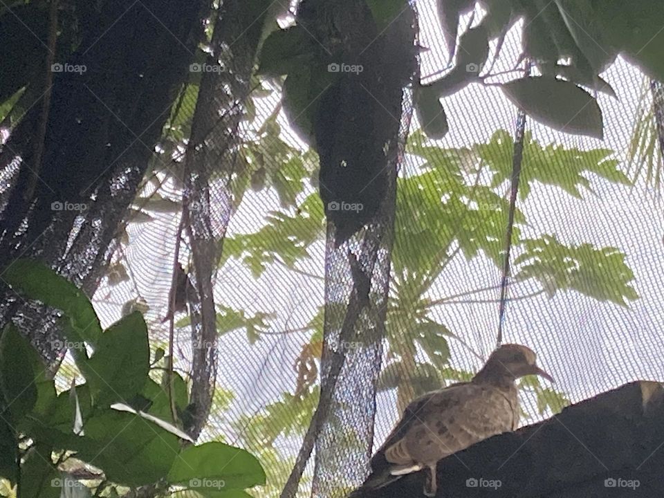 Paisagem com pomba sentada sobre o muro em um pomar. Pomba atenta e pronta pra alçar voo.