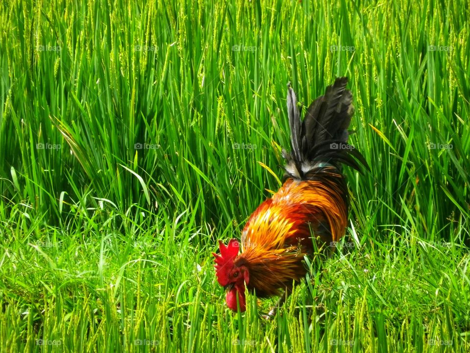 Clash of Colors mission.. Colored rooster in a field of fresh green grass