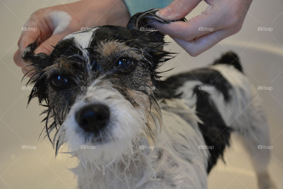 A person washing a dog