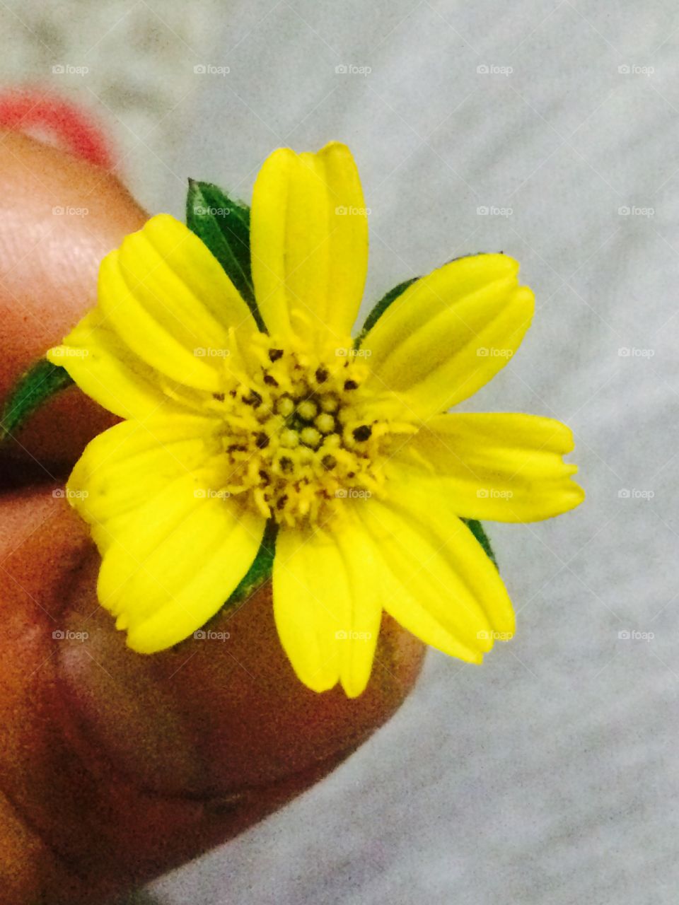 Yellow flower little
