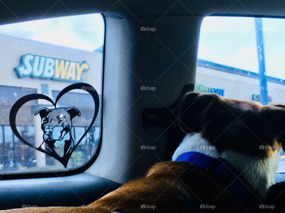 Dog waiting at window 