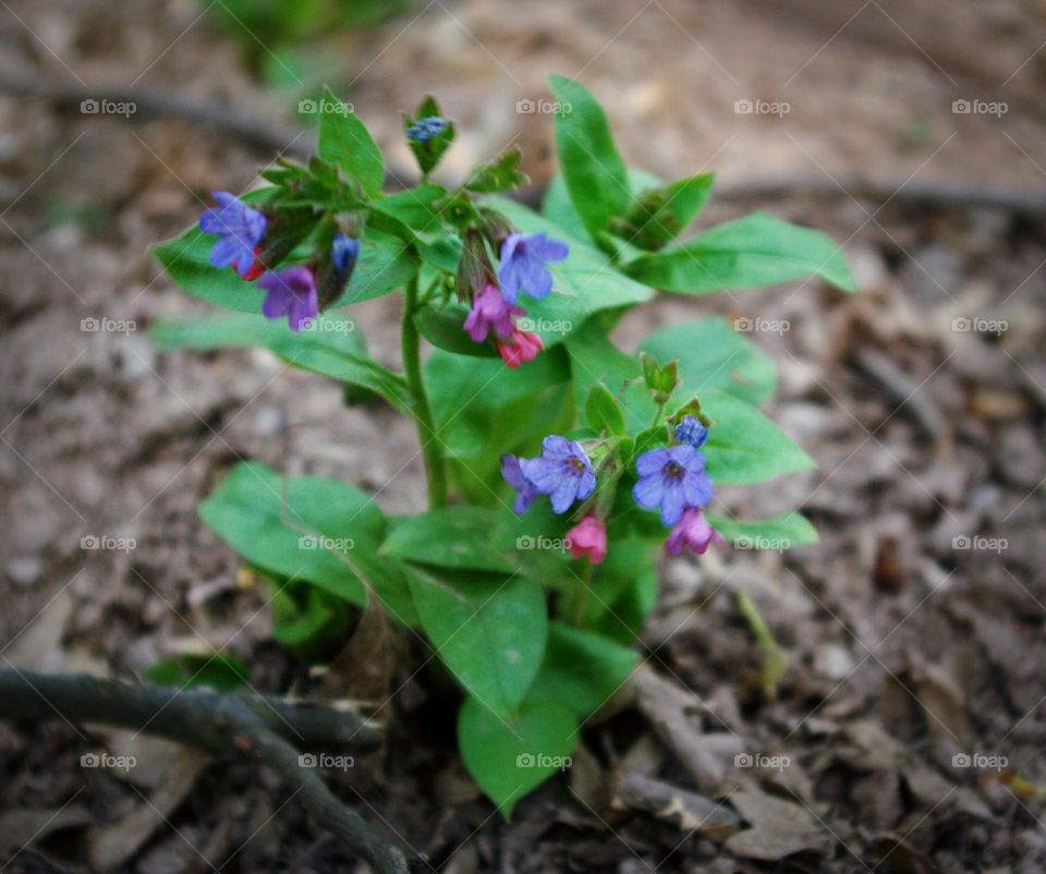 Wildflowers