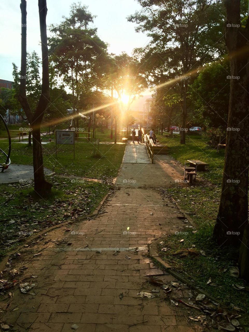 Finaliza la tarde y un rayo de luz atraviesa los árboles mostrándome el camino