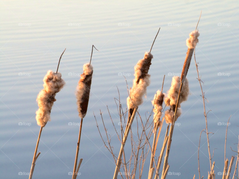 water lake reeds river by KathOnEarth