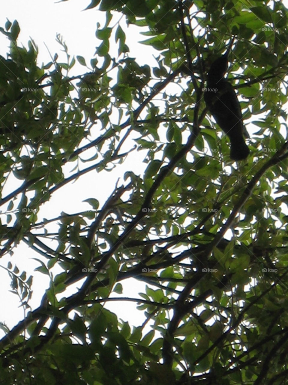 Tree, Monkey, Leaf, Wood, Nature
