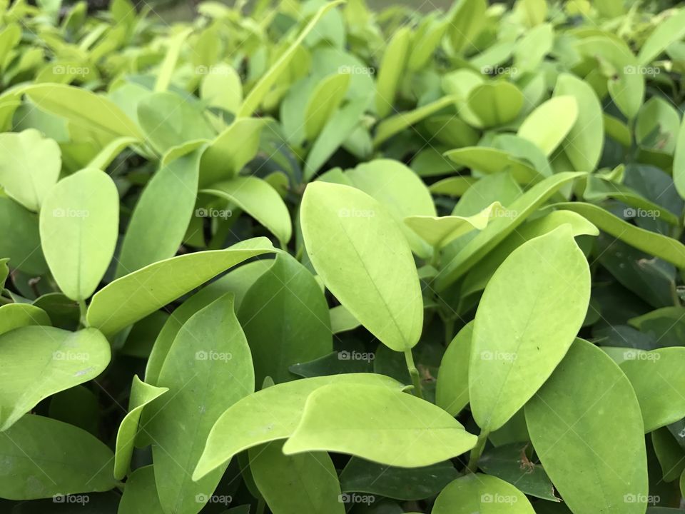 Focus green leaf background texture