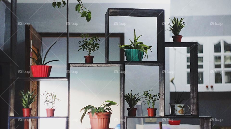 Plants on the shelf.