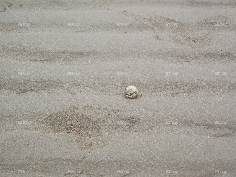 Hermit crab beaches in New Brunswick 