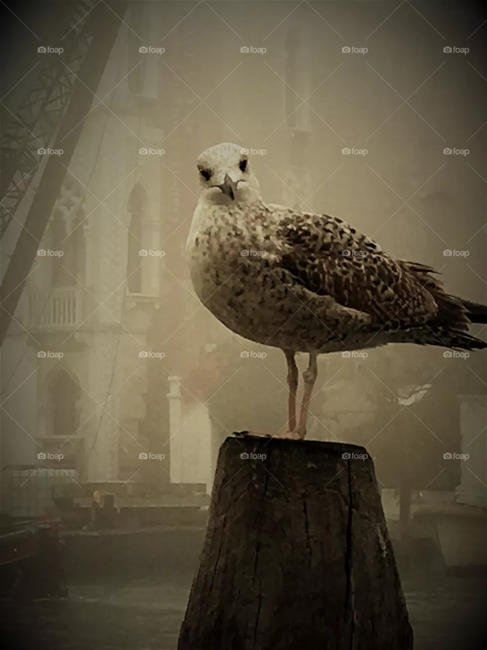 Venice Seagull 