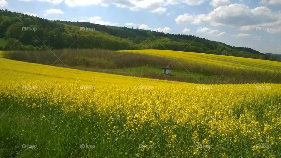 Yellow green field.