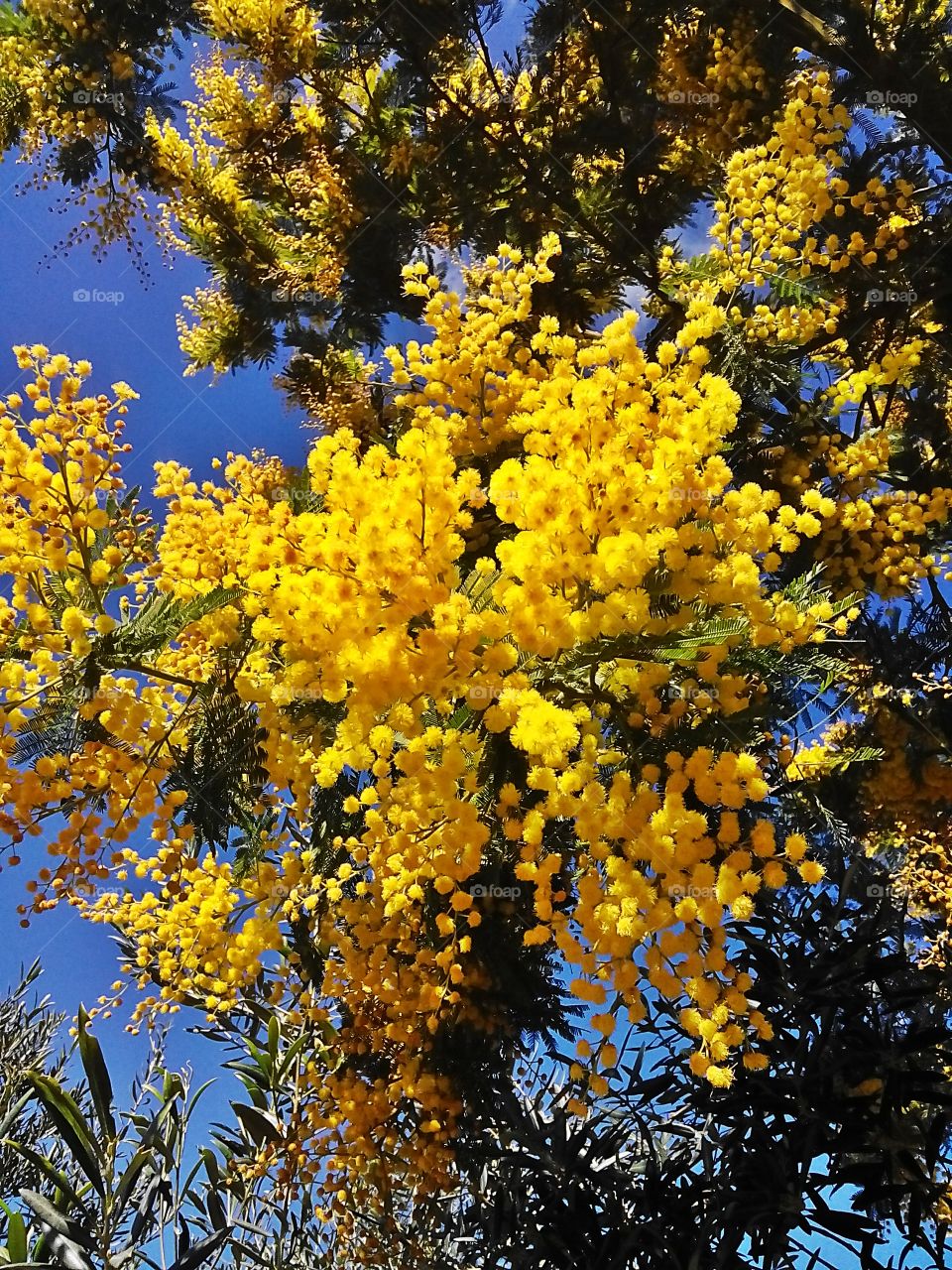 Mimosa flowers . The beauty of blossoming mimosa tree