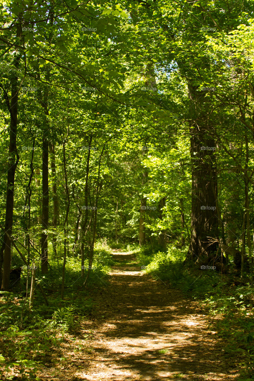 pathway in the woods. a walking path