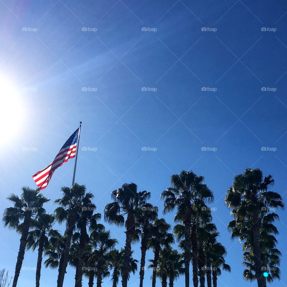 Palm tree tops featuring an American flag with the sun shining in the back