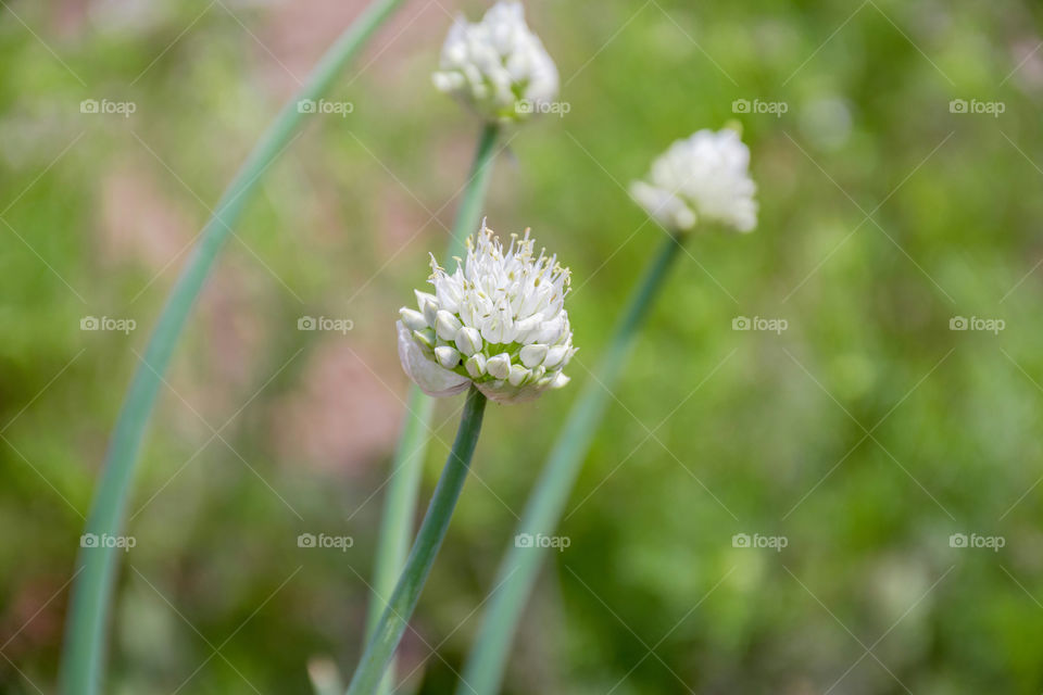 Beautiful season of spring bringing hope and joy