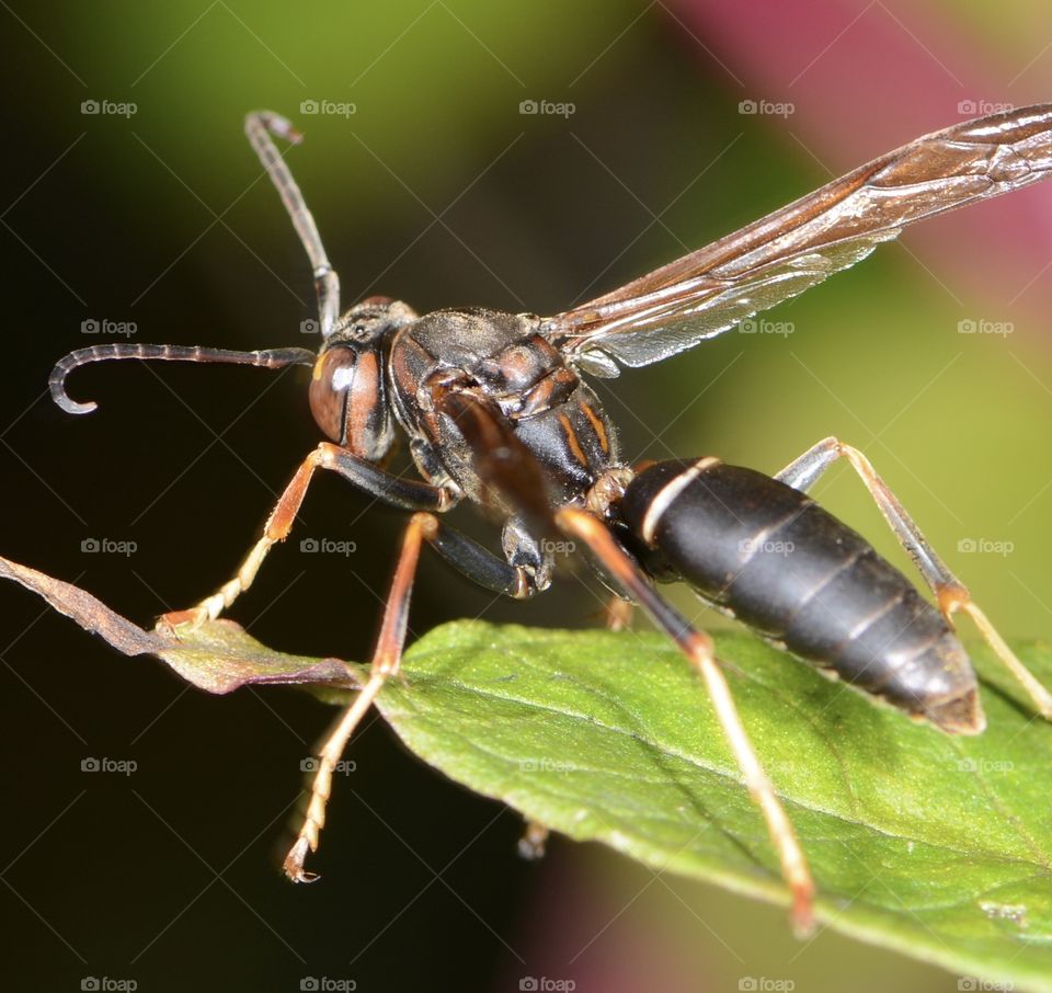 Wasp on a leaf 