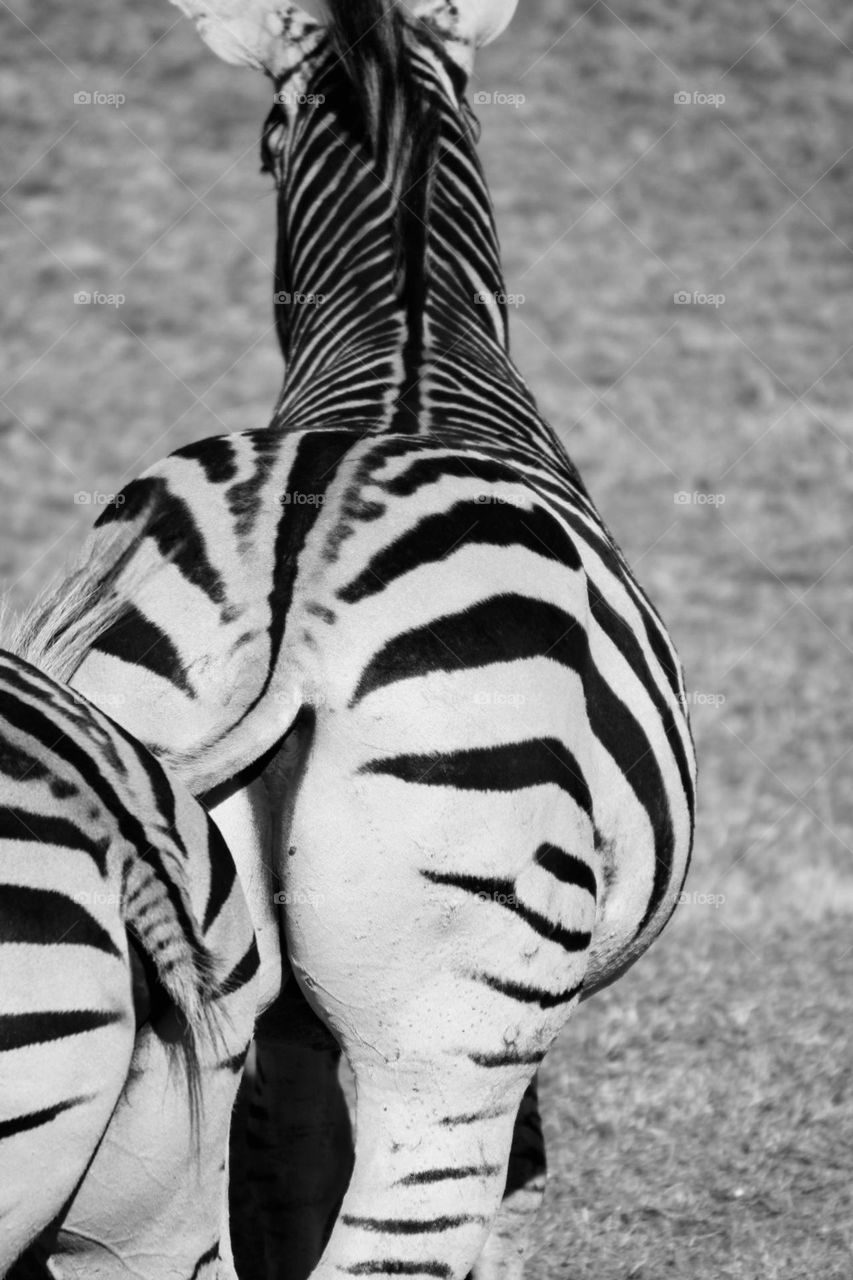 A black and white photo of zebra bums 