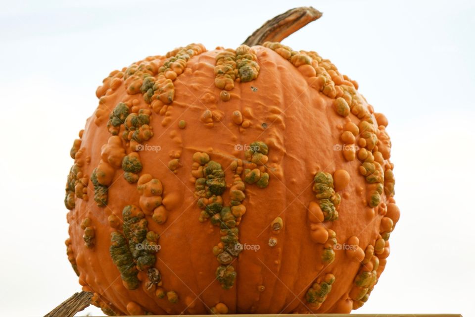 Pumpkin Warts