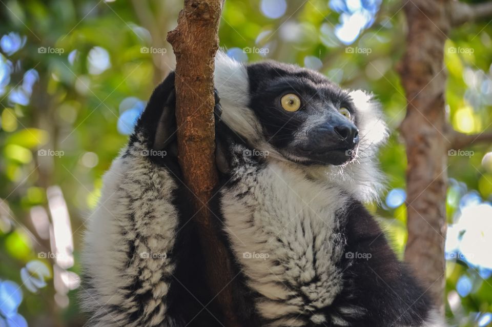 Lemur de Collar Blanco y Negro, Bioparc (Valencia - Spain)