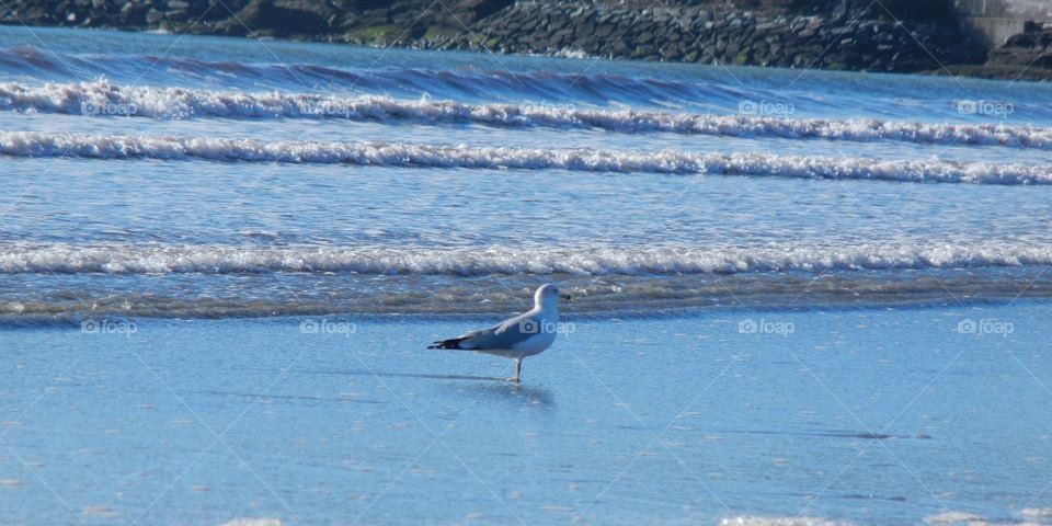 seagull and waves