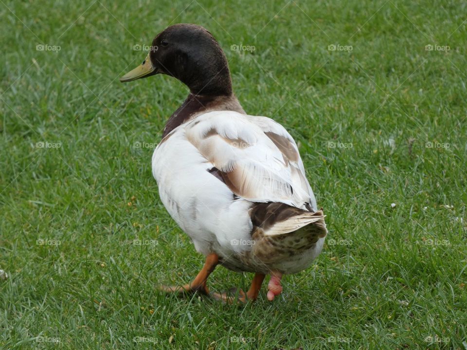 A duck at the river that’s been mating
