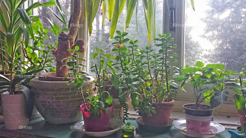 window sill, plant, green, colors, looking, glass, closed, inside,