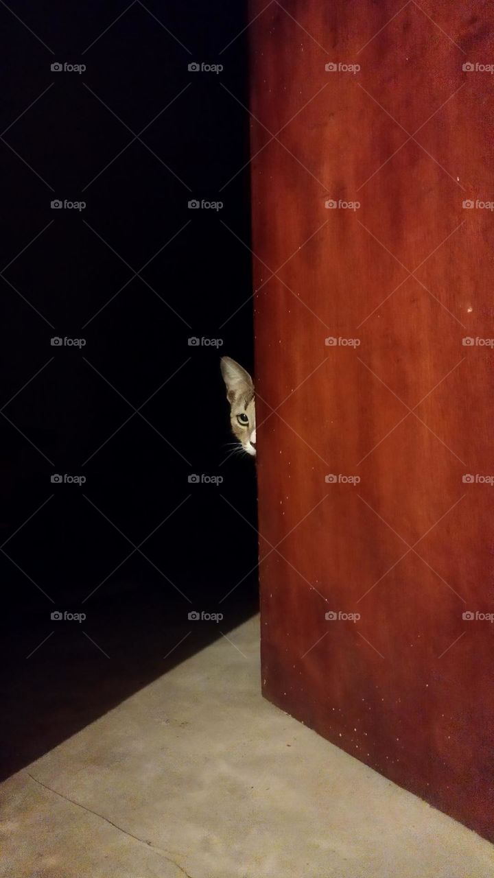 A cat who is on the lookout for something..