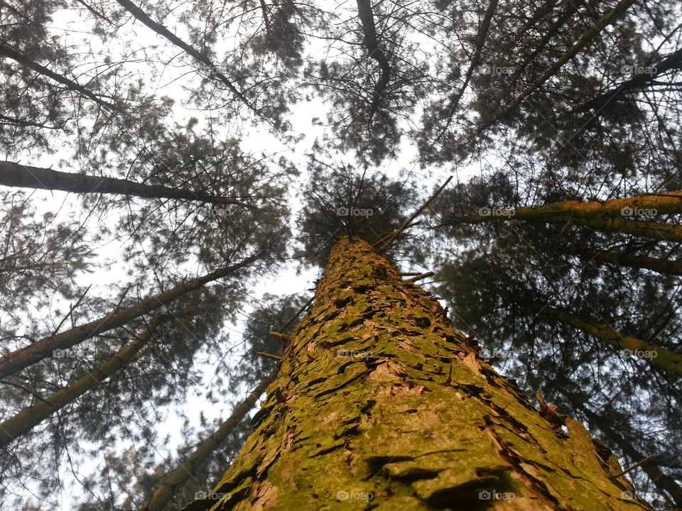 Up the pine trees. Looking up in the pine trees during golden hour. Belgium