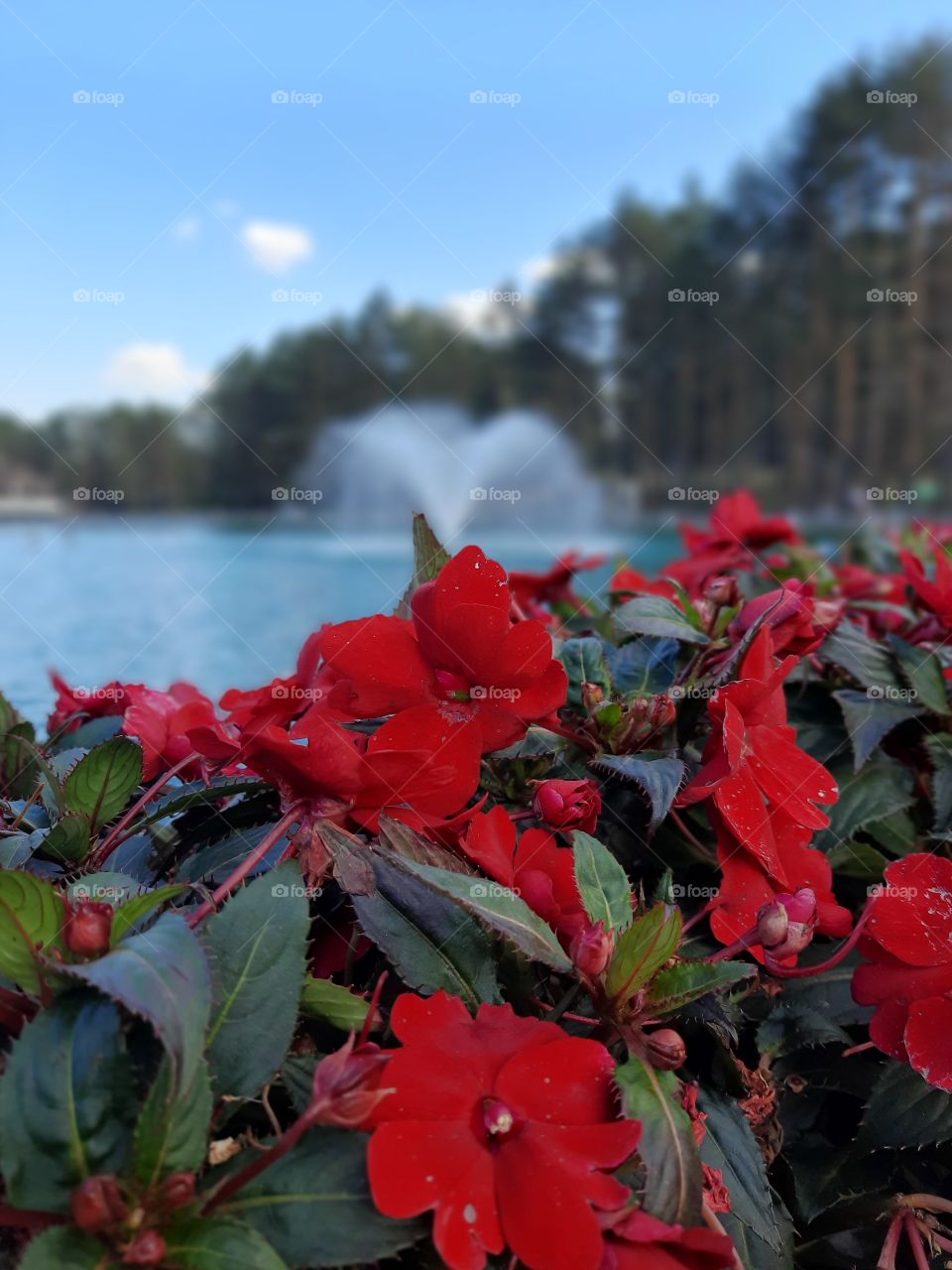 Red flowers and fountain
