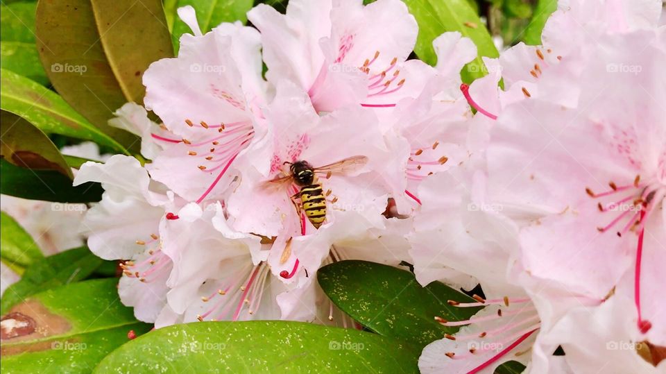 Eine Wespe sucht nach Blütenstaub an einer Blume.