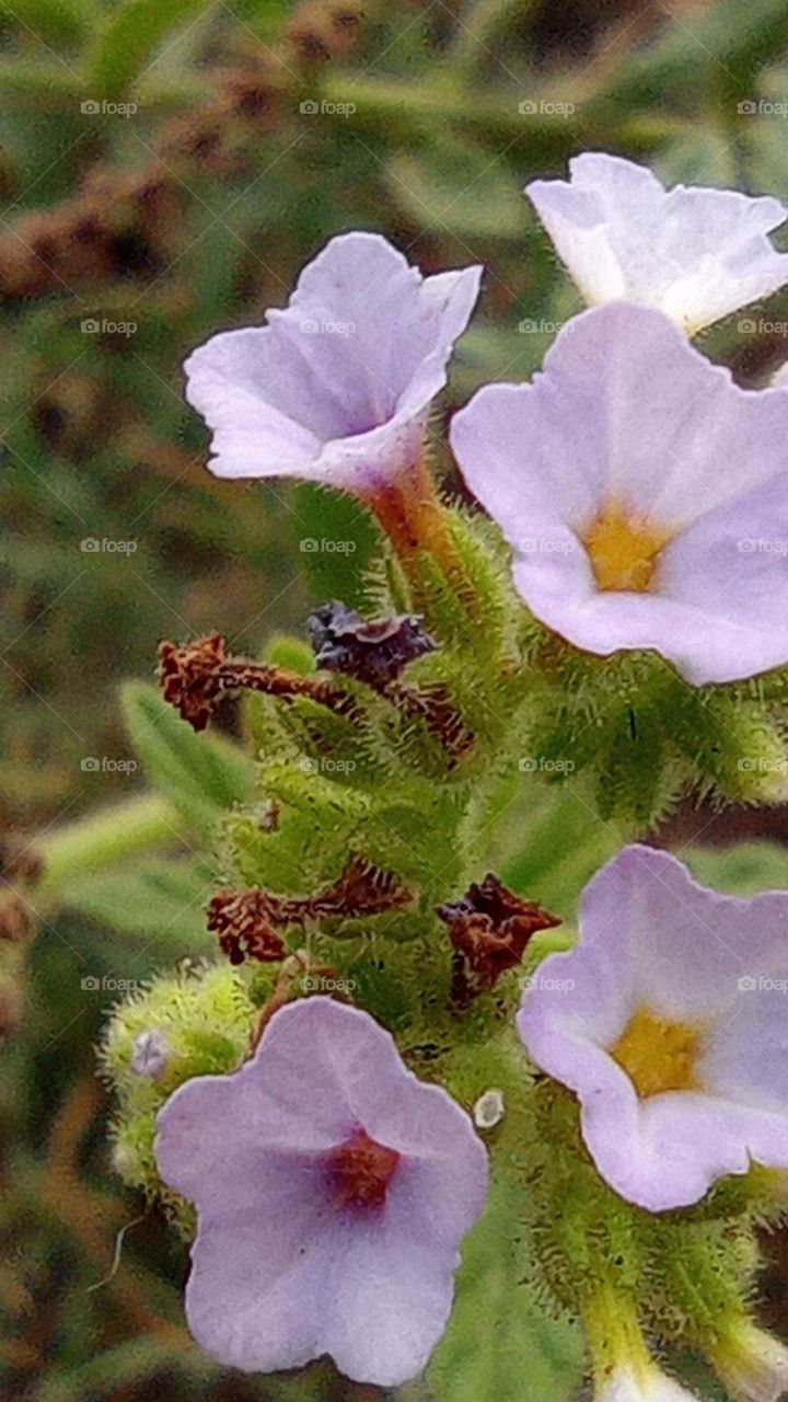 lavender flowers / Flores lila