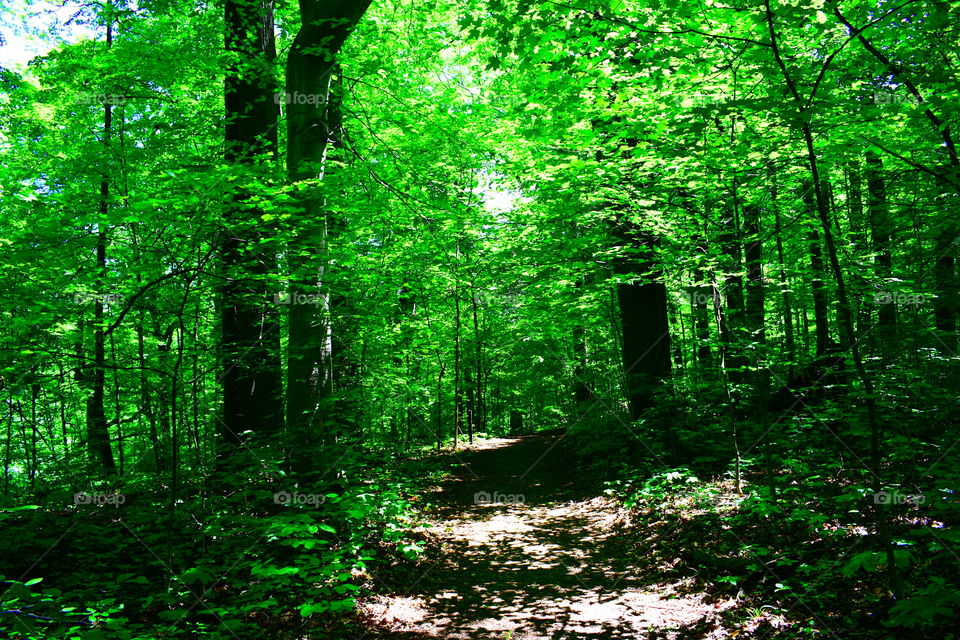 Beautiful green forest in Indiana 