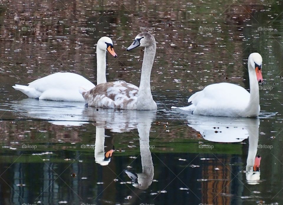 Swans