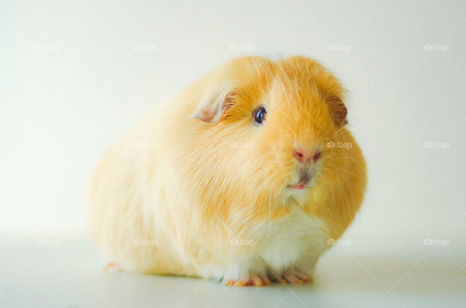 Sir Guinea Pig 