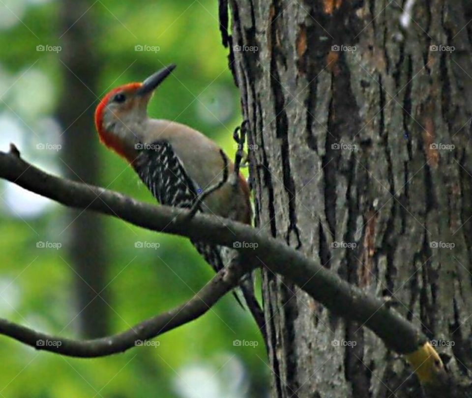 Woodpecker